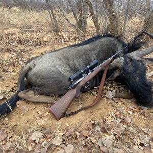 Blue Wildebeest Hunting South Africa