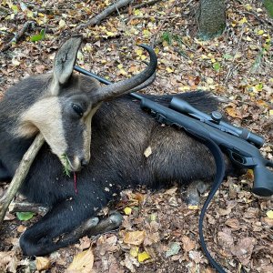 Chamois Hunt Romania