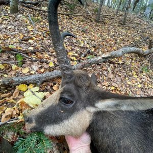 Chamois Hunt Romania