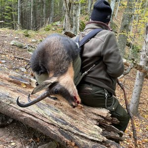 Chamois Hunt Romania