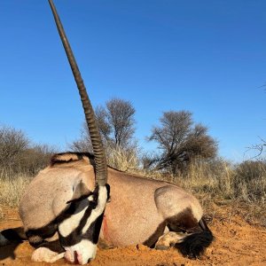 Gemsbok Hunt Kalahari South Africa