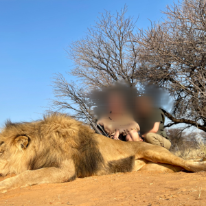 Lion Hunt Kalahari South Africa