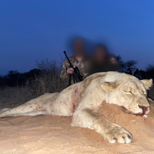 Lioness Hunt Kalahari South Africa