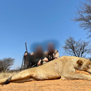 Lioness Hunt Kalahari South Africa