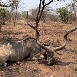 Kudu Hunt Zimbabwe