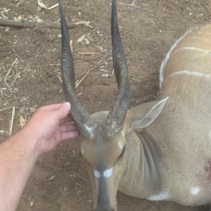 Bushbuck Hunt Zimbabwe