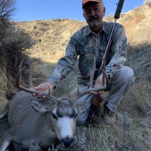 WY mule deer