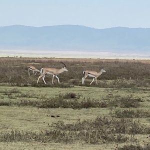 Thomson's Gazelle Ngorongoro Crater North Tanzania