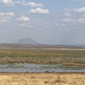 Water Pan & Birld Life Tarangire National Park Tanzania