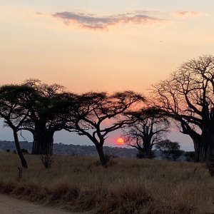 Baobab Sunset Tarangire National Park Tanzania