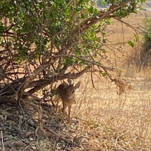 Dik Dik Tarangire National Park Tanzania