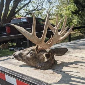 Hunting Whitetail Nebraska