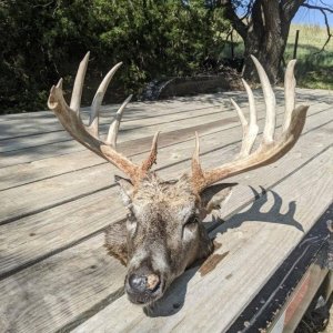 Hunting Whitetail Nebraska