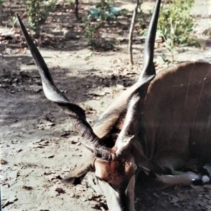 Hunting Lord Derby Eland in Central African Republic