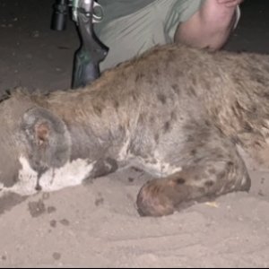 Spotted Hyena Hunt Zimbabwe