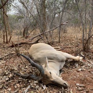 Eland Hunt Zimbabwe