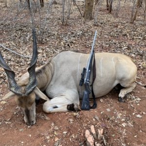 Eland Hunt Zimbabwe