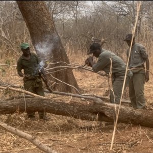 Collecting Honey Zimbabwe