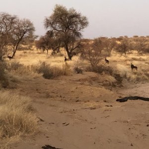 Sable Namibia