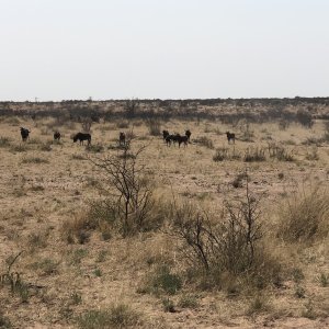 Black Wildebeest Namibia