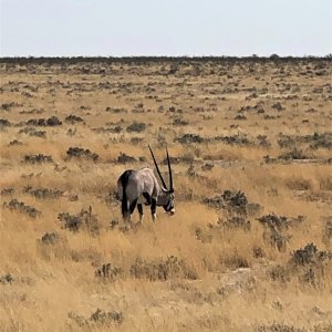 Gemsbok Namibia