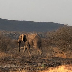 Elephant Namibia