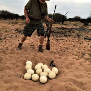 Ostrich Eggs Namibia