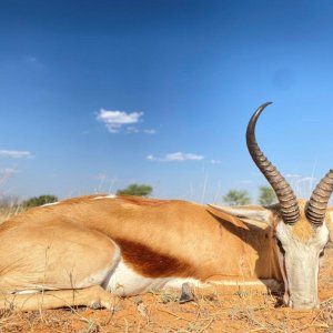 Springbok Hunt Kalahari South Africa