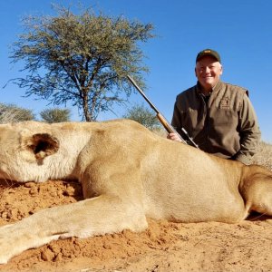 Lioness Hunt Kalahari South Africa