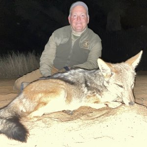 Jackal Hunt Kalahari South Africa