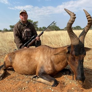 Red Hartebeest Hunt Namibia