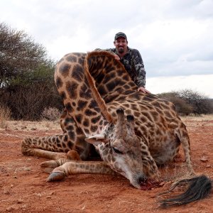 Giraffe Hunt Limpopo South Africa