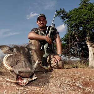 Warthog Hunt Limpopo South Africa