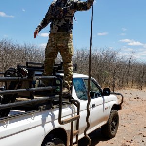 Black Mamba Snake Limpopo South Africa