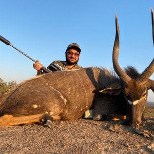 Nyala Hunt South Africa