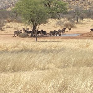 Waterbuck Namibia