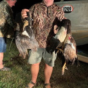 Magpie Geese Hunt Australia