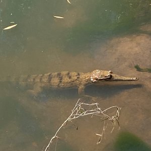 Crocodile Australia