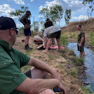 Skinning Asiatic Water Buffalo Australia