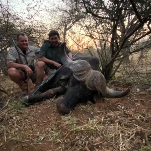 Buffalo Hunting South Africa