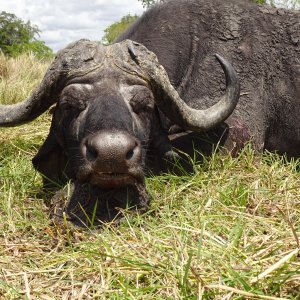 Buffalo Hunt Tanzania