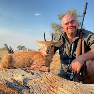 Steenbok Hunting Kalahari South Africa