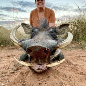 Warthog Hunt South Africa