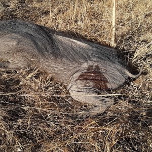 Warthog Hunt South Africa