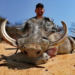 Warthog Hunting South Africa