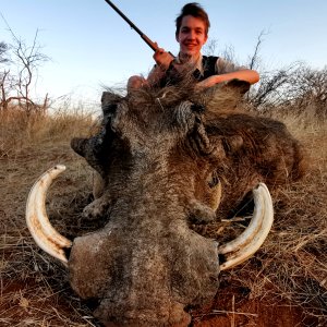 Warthog Hunting South Africa