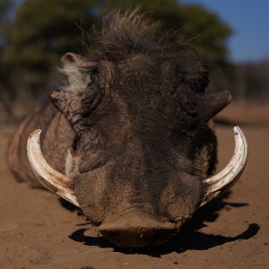 Warthog Hunting South Africa