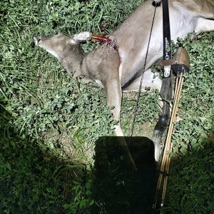 Traditional Bow Hunt Whitetail Doe