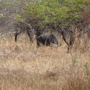 Buffalo Tanzania