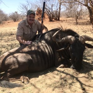 Blue Wildebeest Hunting